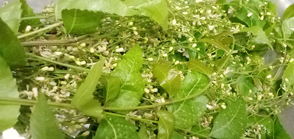 Neem tree leaves