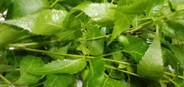 Neem tree leaves