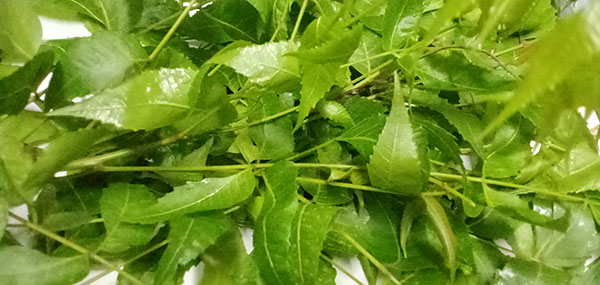 Neem tree leaves