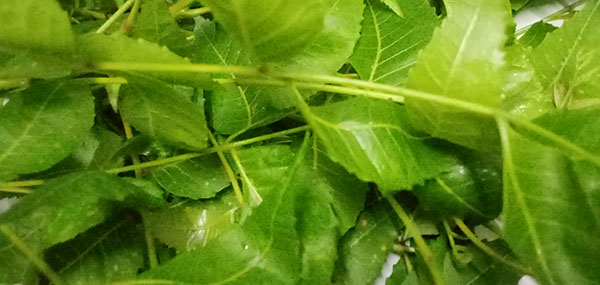 Neem tree leaves