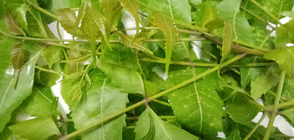 Neem tree leaves