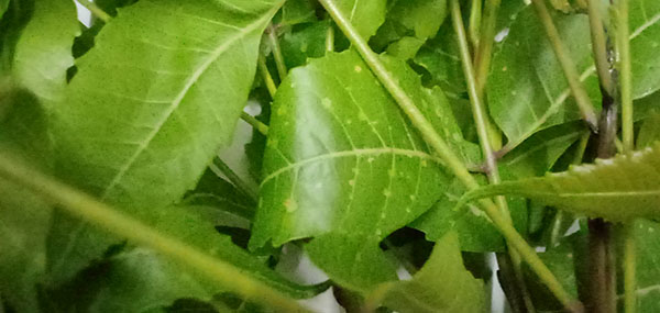 Neem tree leaves