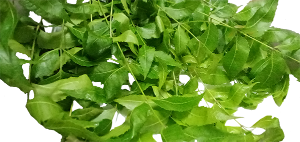 Neem tree leaves