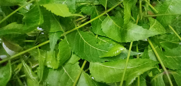 Neem tree leaves