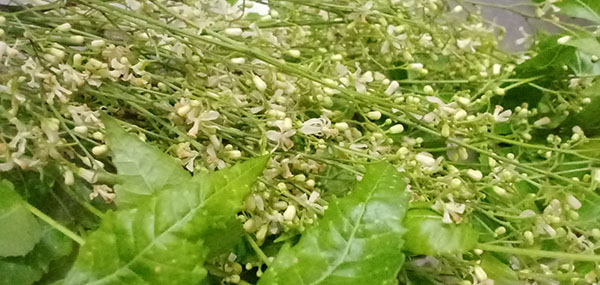 Neem tree leaves