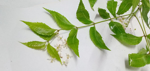 Neem tree leaves