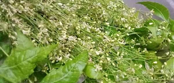 Neem tree leaves