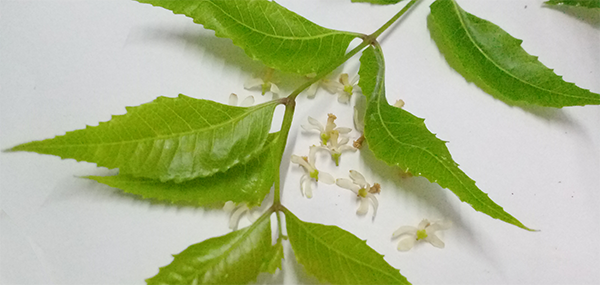 Neem tree leaves