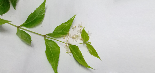 Neem tree leaves