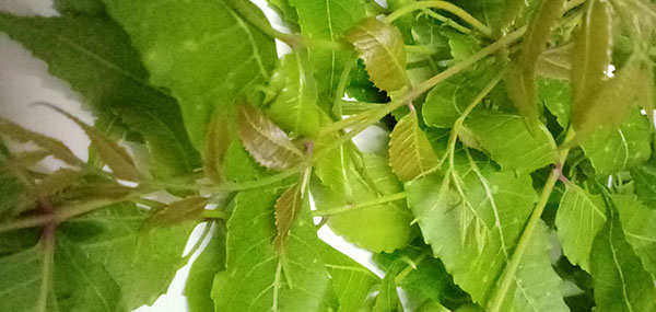 Neem tree leaves
