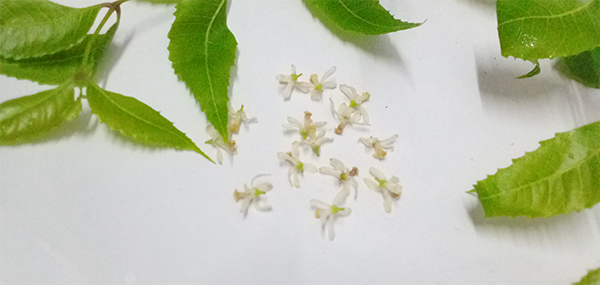 Neem tree leaves