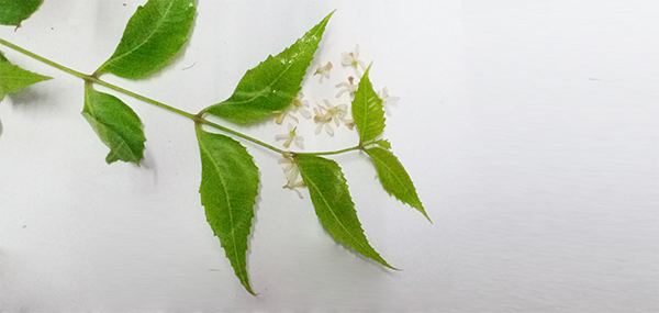 Neem tree leaves
