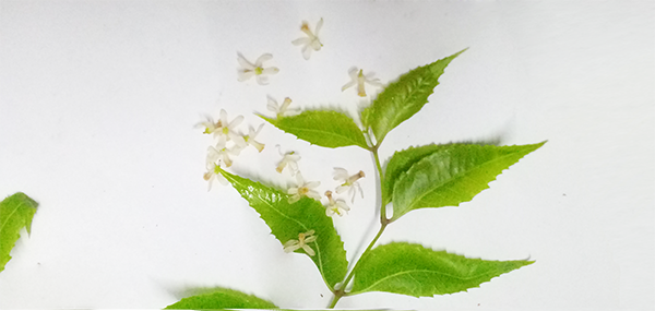 Neem tree leaves