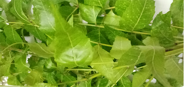 Neem tree leaves