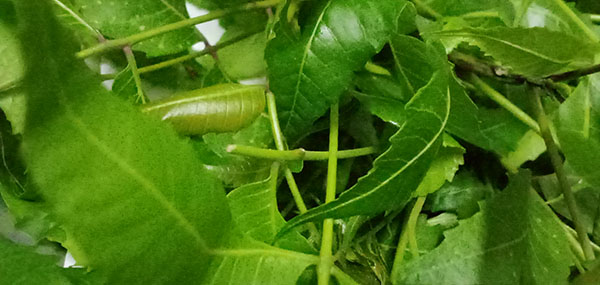 Neem tree leaves