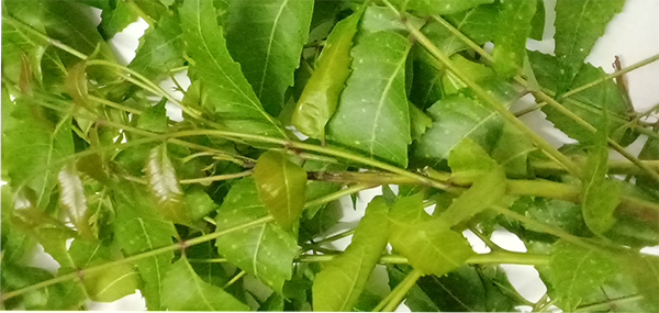 Neem tree leaves