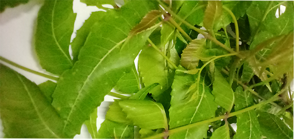 Neem tree leaves