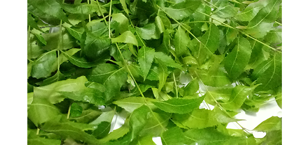 Neem tree leaves