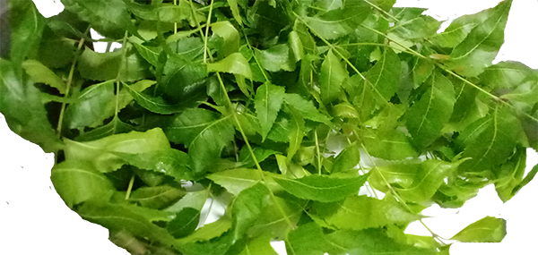 Neem tree leaves