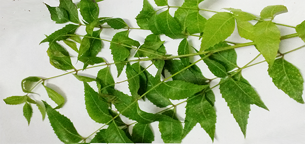 Neem tree leaves