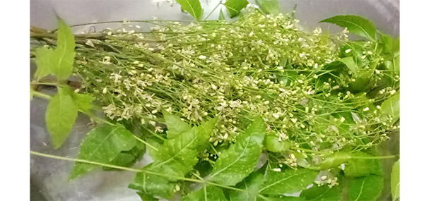 Neem tree leaves
