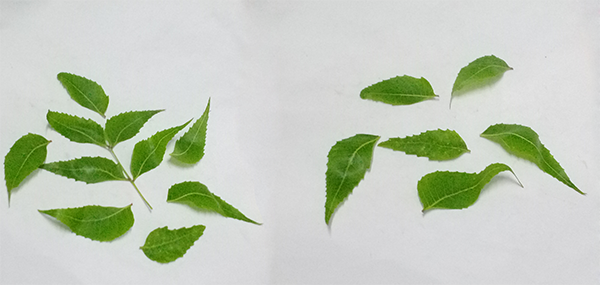 Neem tree leaves