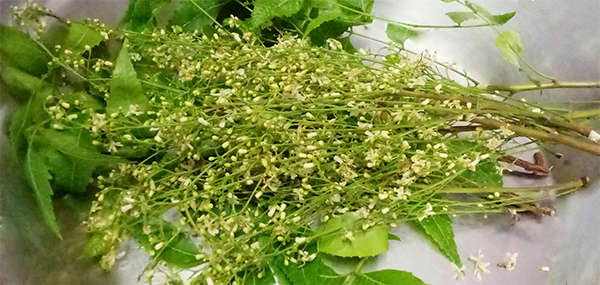 Neem tree leaves