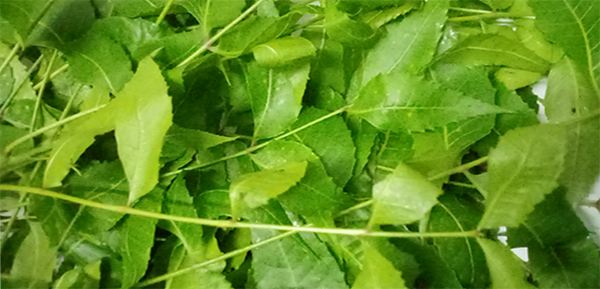 Neem tree leaves