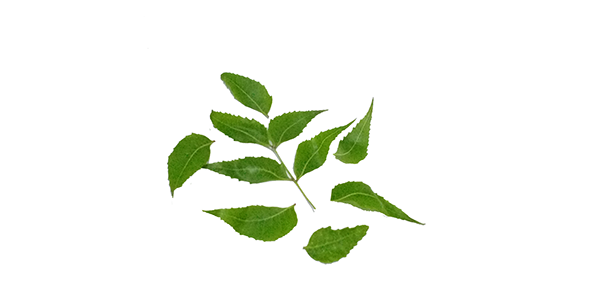 Neem tree leaves