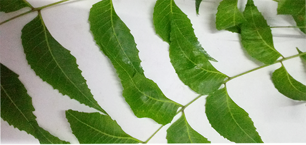 Neem tree leaves