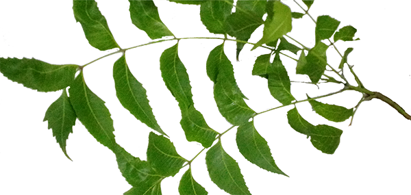 Neem tree leaves