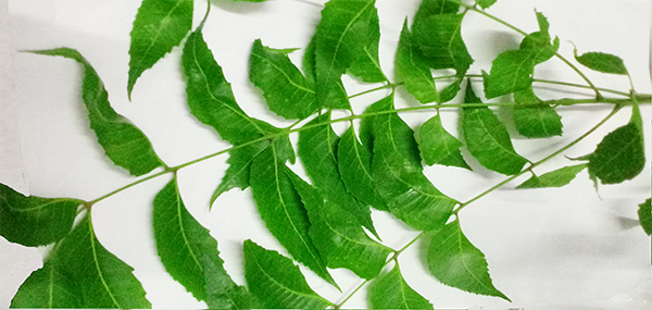 Neem tree leaves