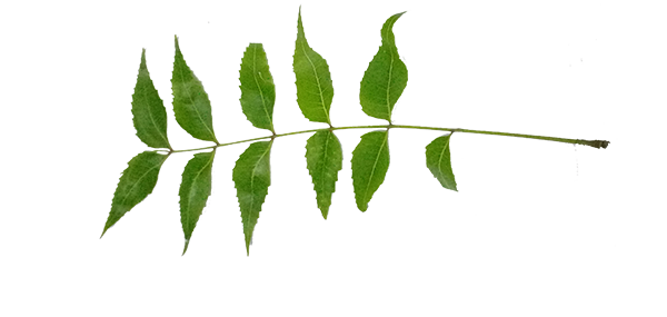 Neem tree leaves