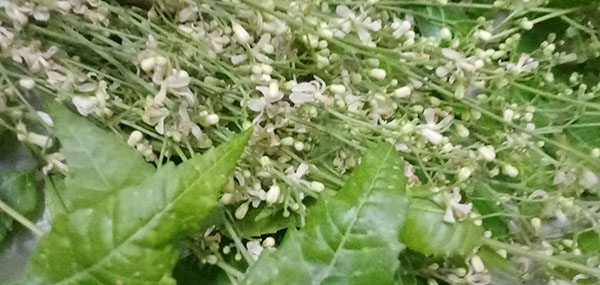 Neem tree leaves