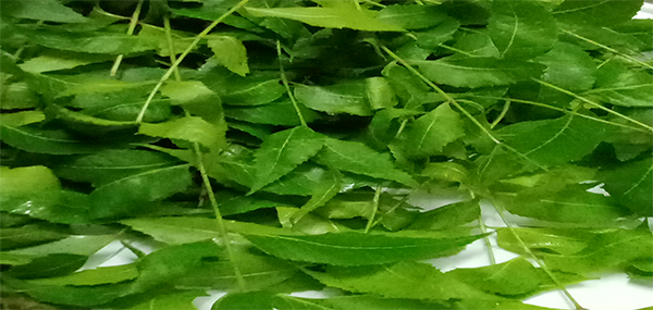 Neem tree leaves