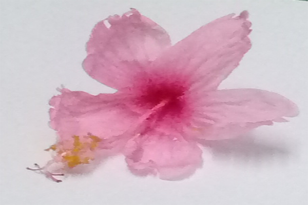 Mandaram (Pink flower)