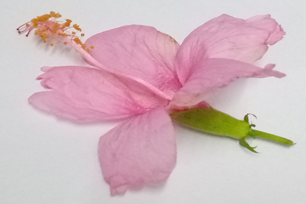 Mandaram (Pink flower)