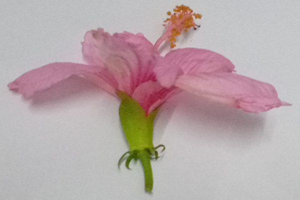 Mandaram (Pink flower)