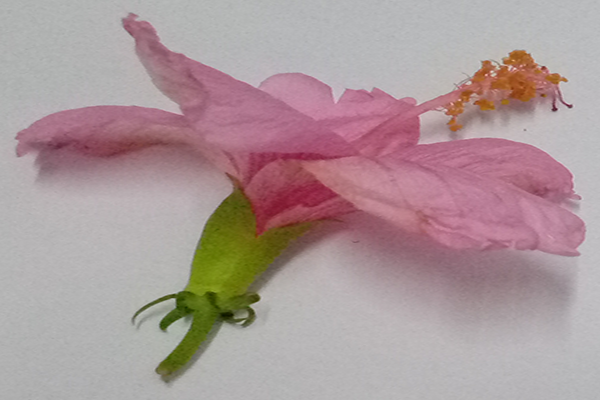 Mandaram (Pink flower)