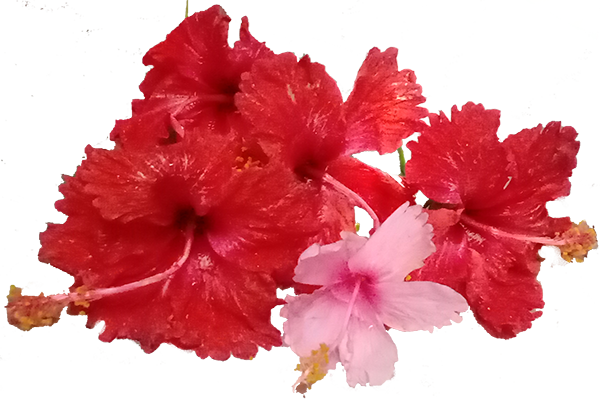 Mandaram (Pink flower)