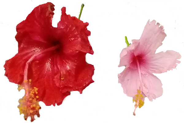 Mandaram (Pink flower)