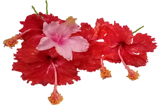 Mandaram (Pink flower)