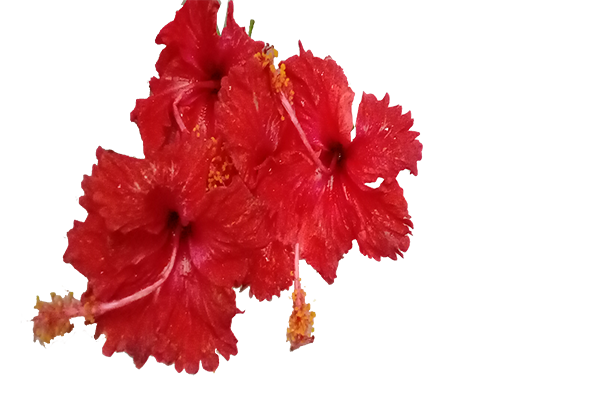 Mandaram (Pink flower)