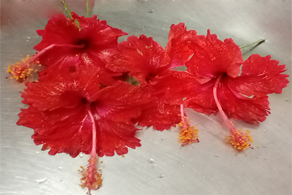 Mandaram (Pink flower)