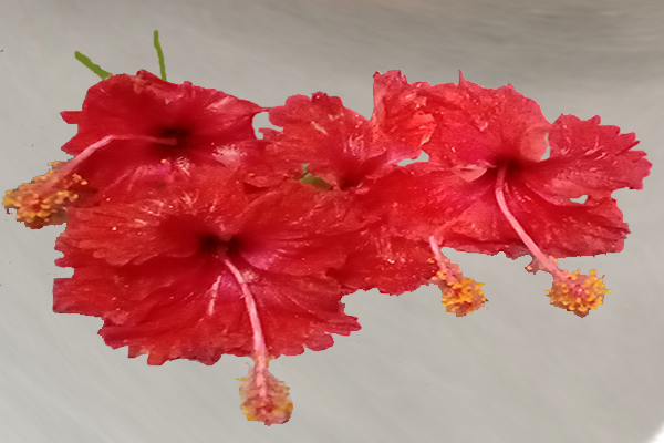 Hibiscus