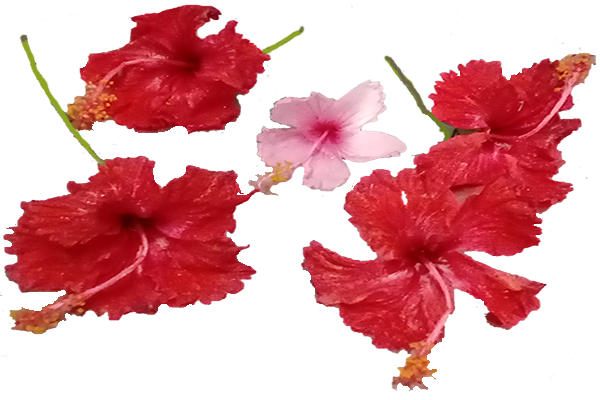 Hibiscus