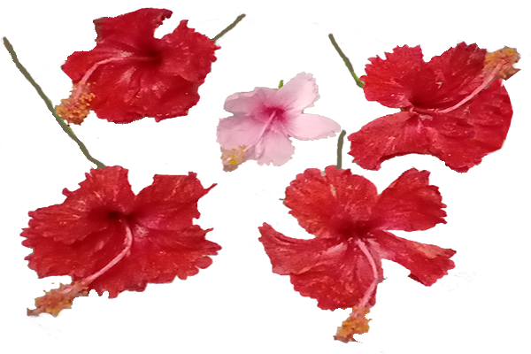 Hibiscus