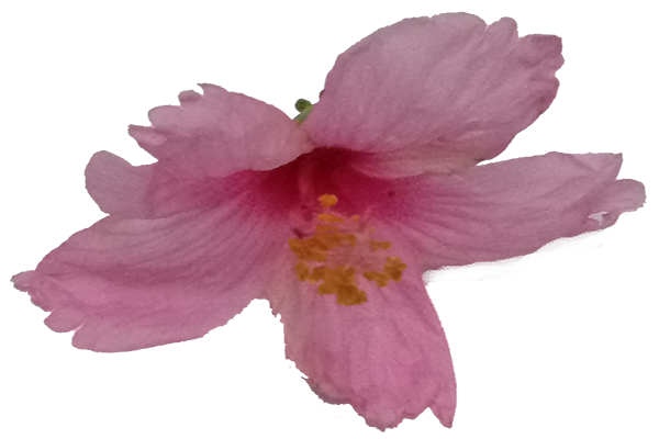 Hibiscus