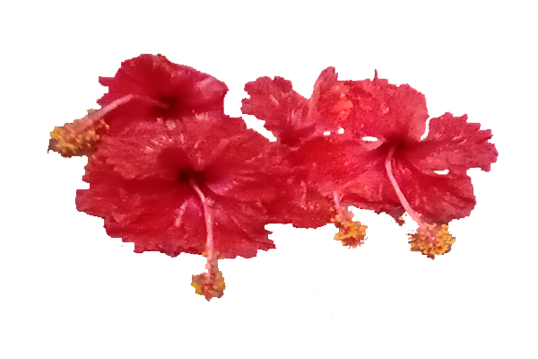Hibiscus