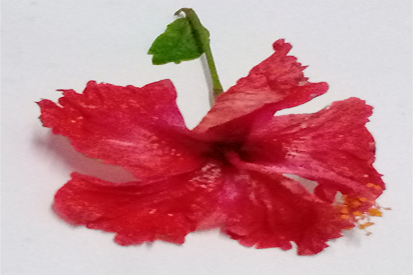 Hibiscus